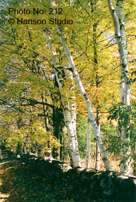 White Birches and Stone Wall